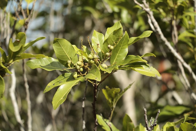 Lepidocupania gracilipes photo 2