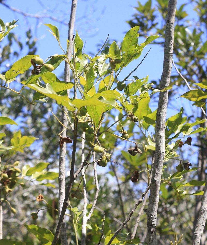Lepidocupania gracilipes photo 3