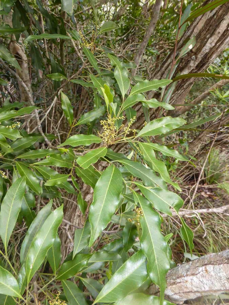 Lepidocupania gracilipes photo 5