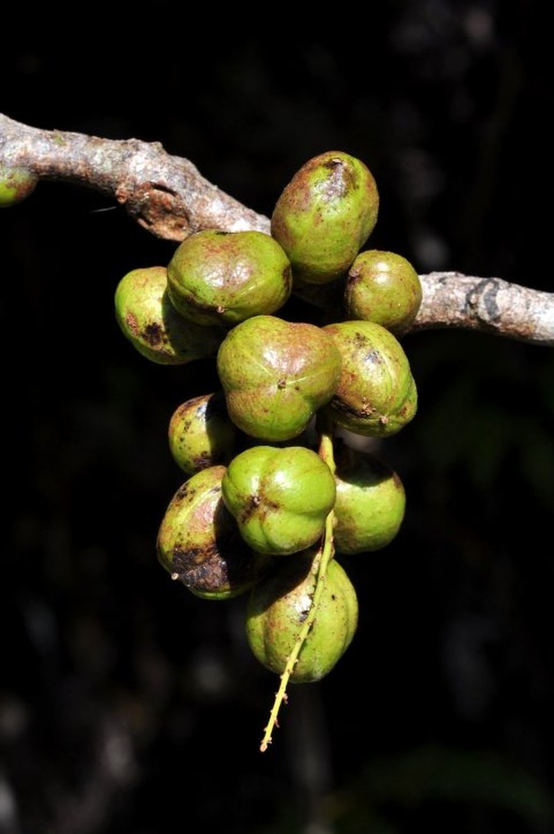 Lepidocupania grandiflora