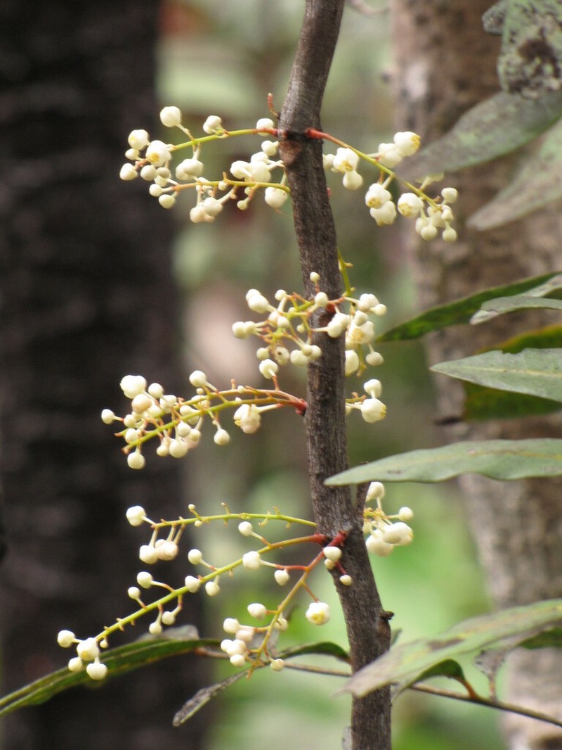 Lepidocupania inoplea photo 2