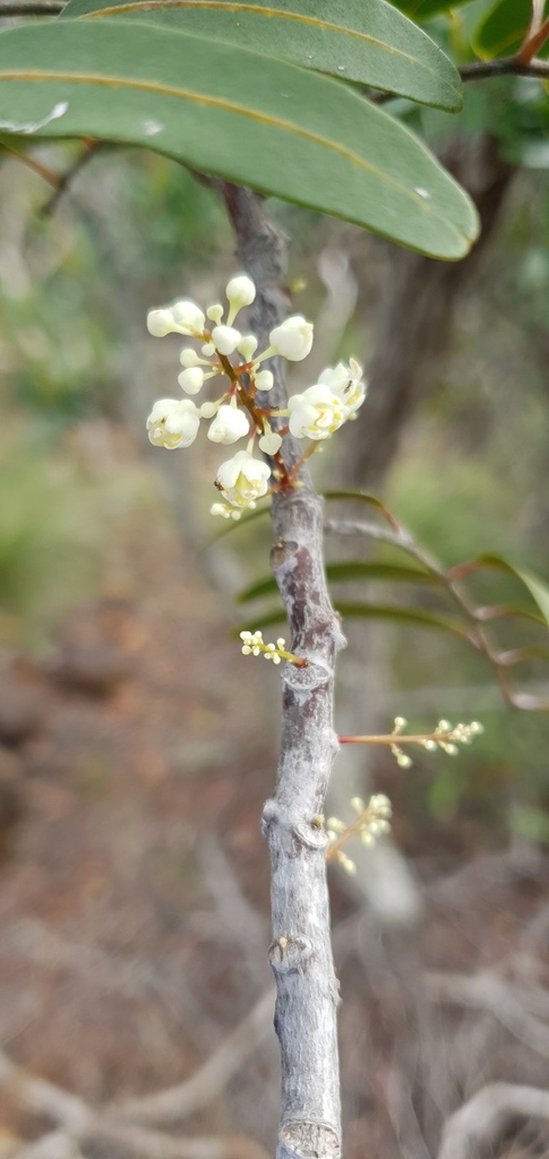 Lepidocupania inoplea photo 3