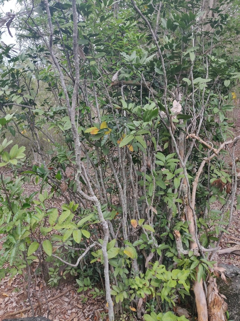 Lepidocupania inoplea photo 4