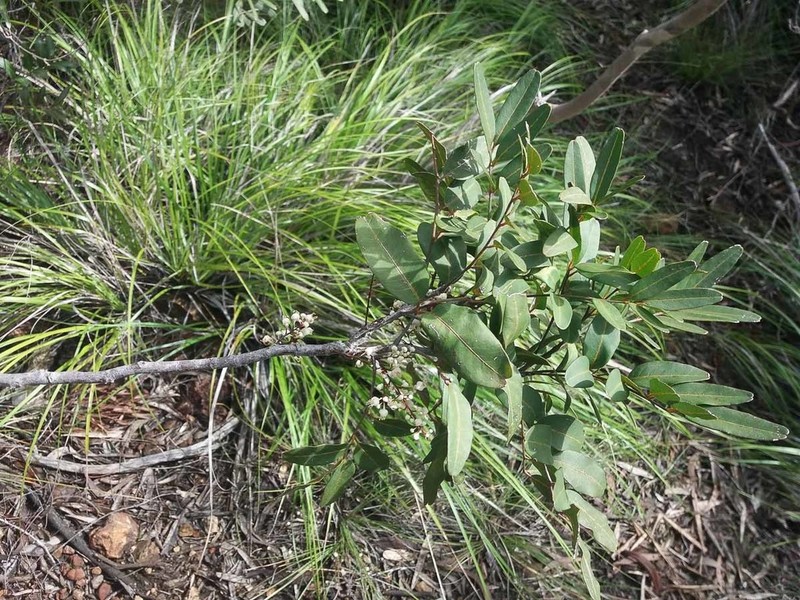 Lepidocupania inoplea photo 5