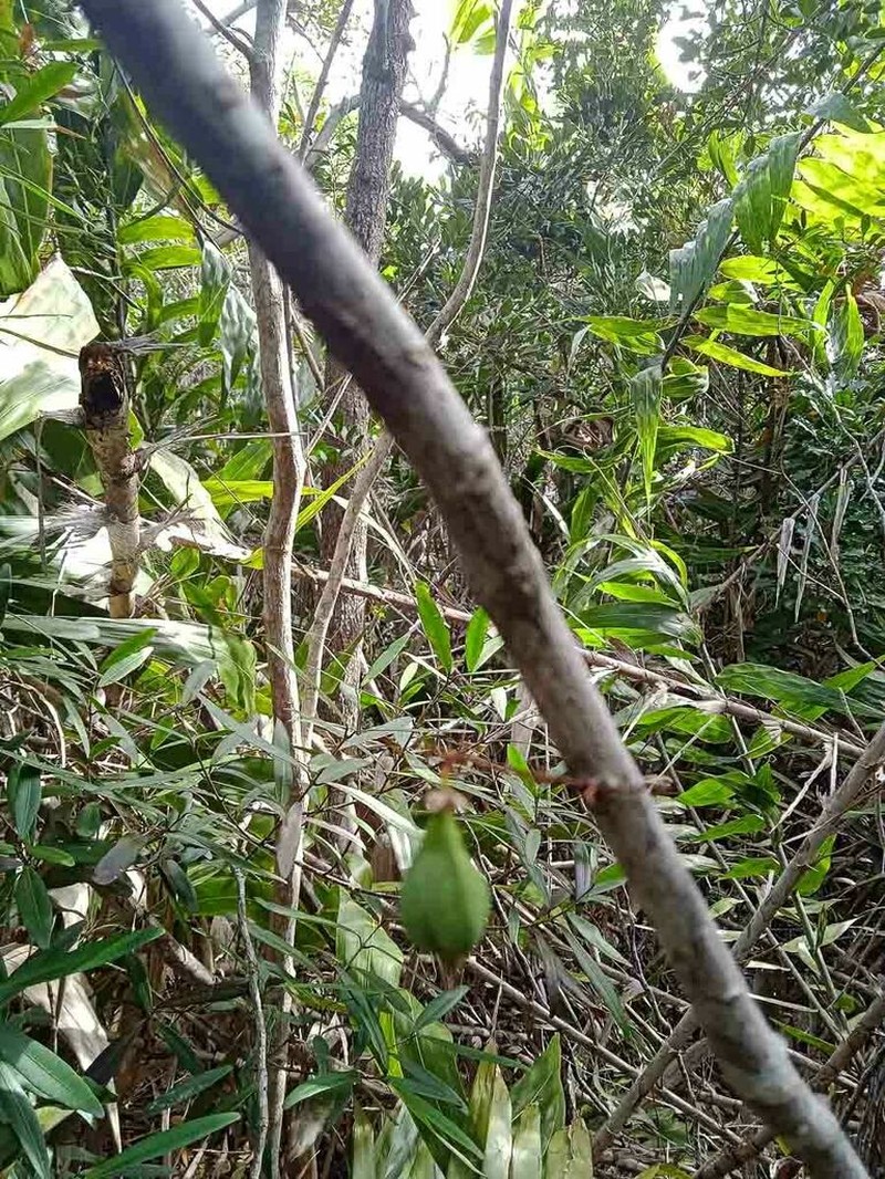 Lepidocupania inoplea photo 6