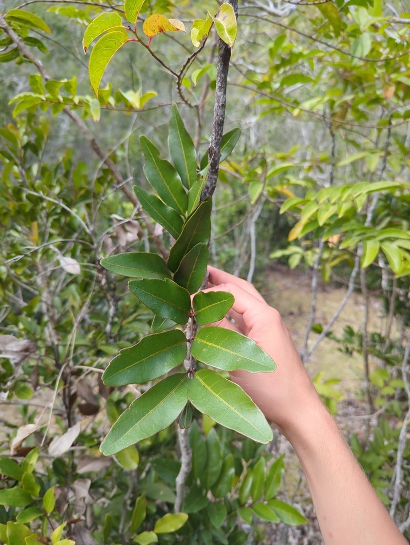 Lepidocupania inoplea photo 7
