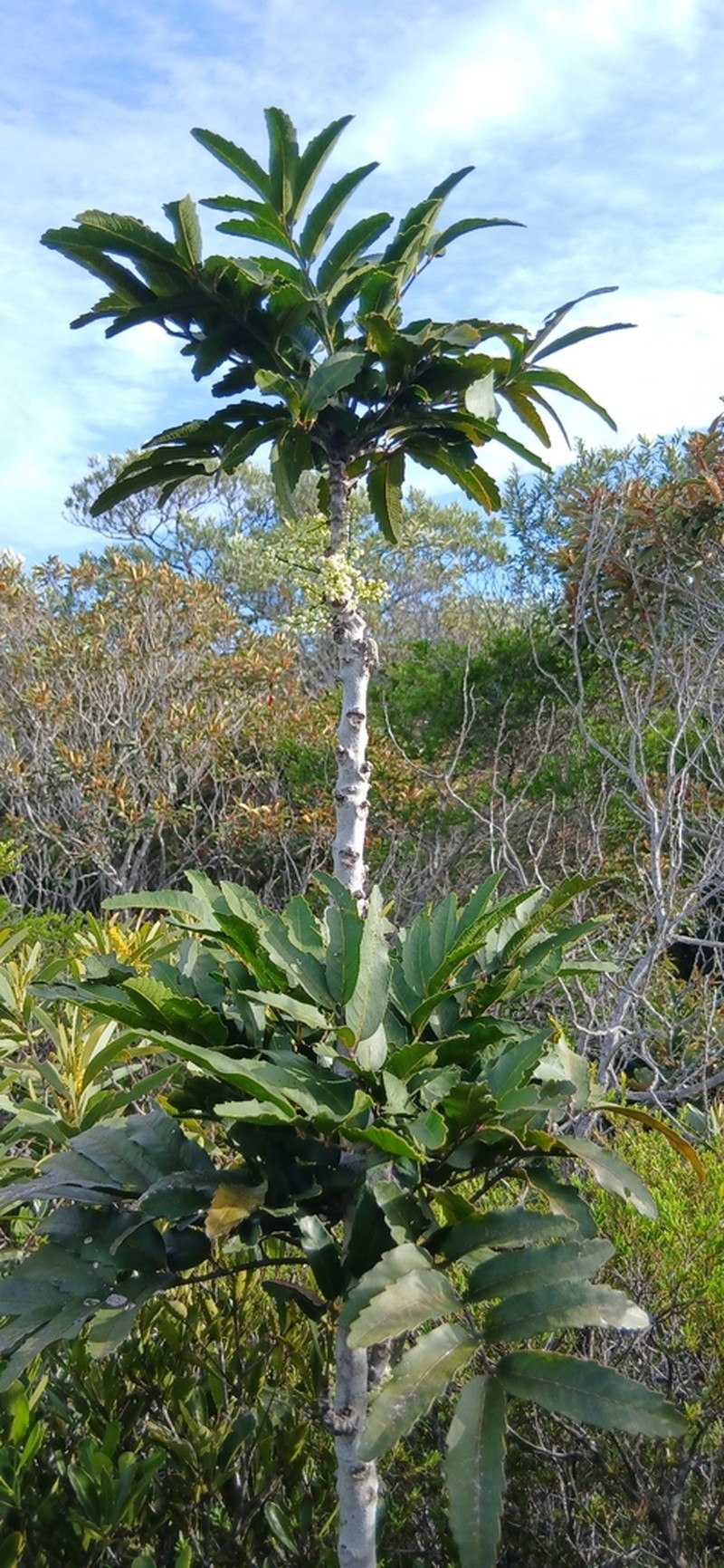 Lepidocupania inoplea photo 8