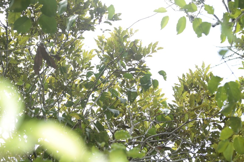 Lepidocupania lepidota