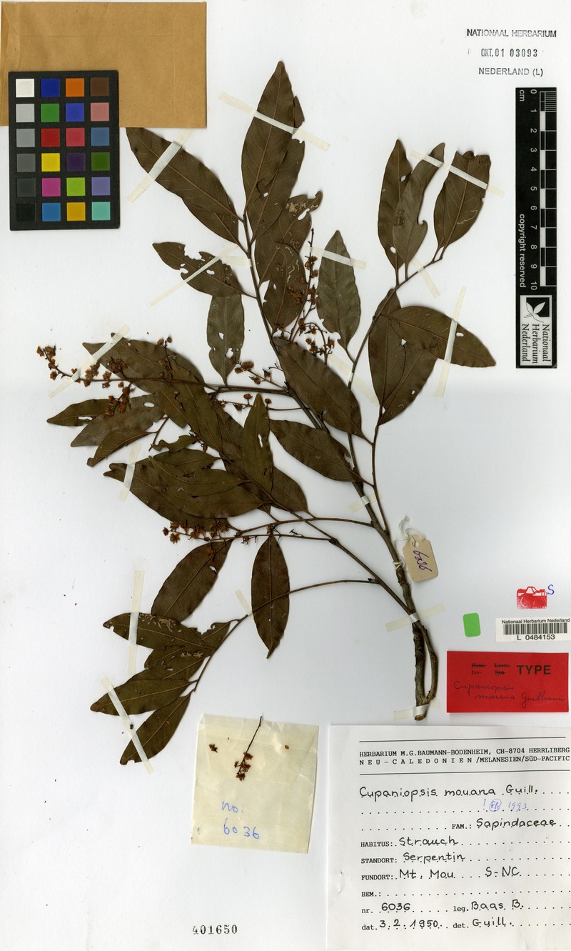 Lepidocupania mouana
