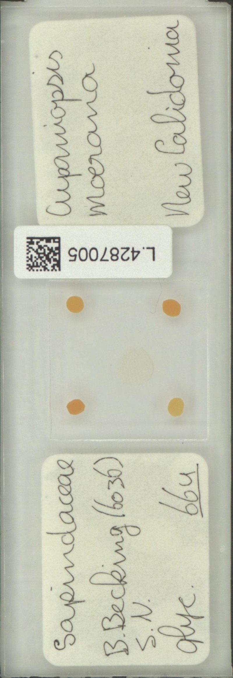 Lepidocupania mouana photo 2
