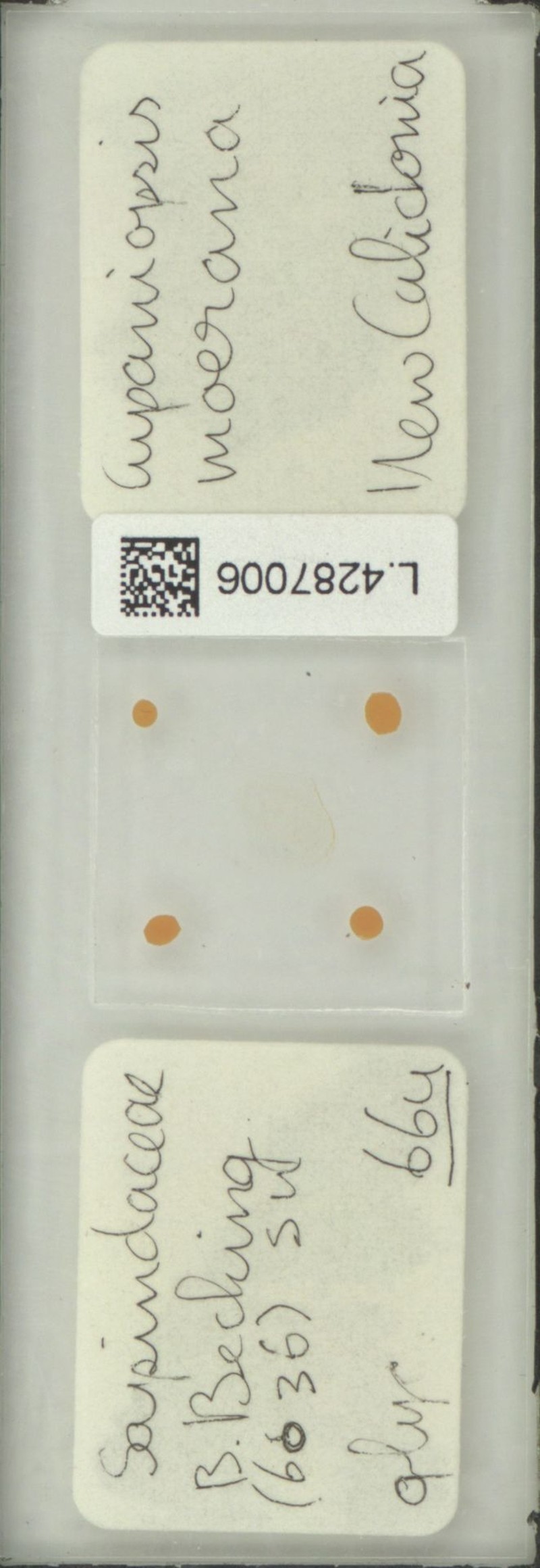 Lepidocupania mouana photo 3