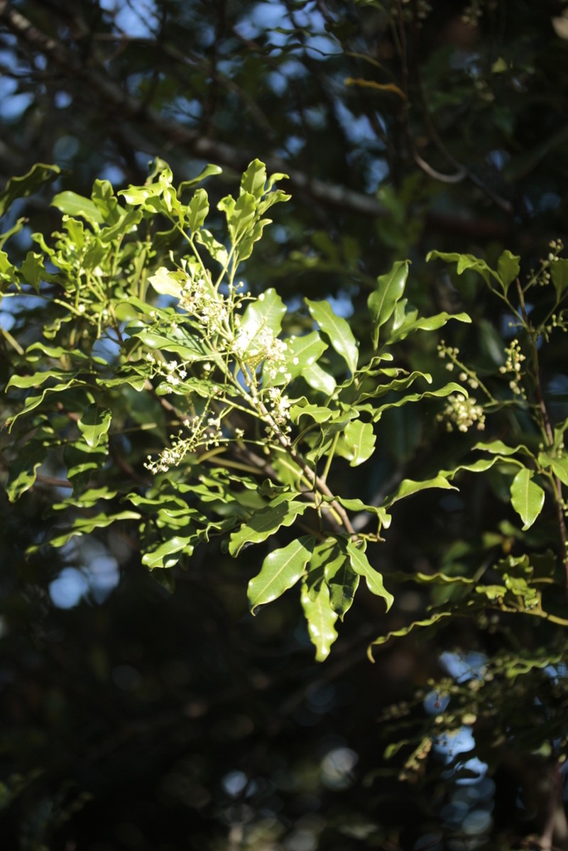 Lepidocupania myrmoctona