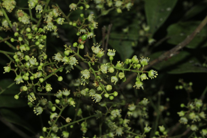 Lepidocupania myrmoctona photo 2