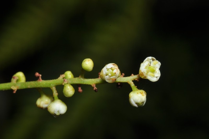 Lepidocupania myrmoctona photo 3