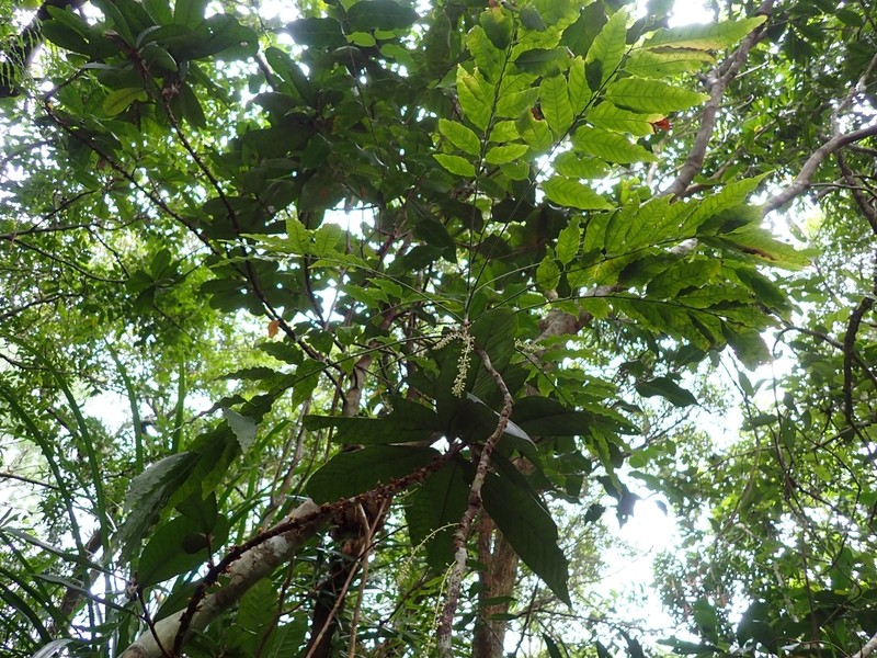 Lepidocupania oedipoda photo 3