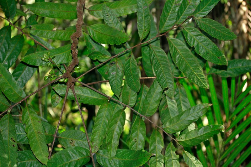 Lepidocupania oedipoda photo 5