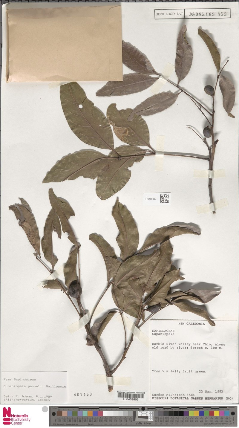 Lepidocupania pennelii