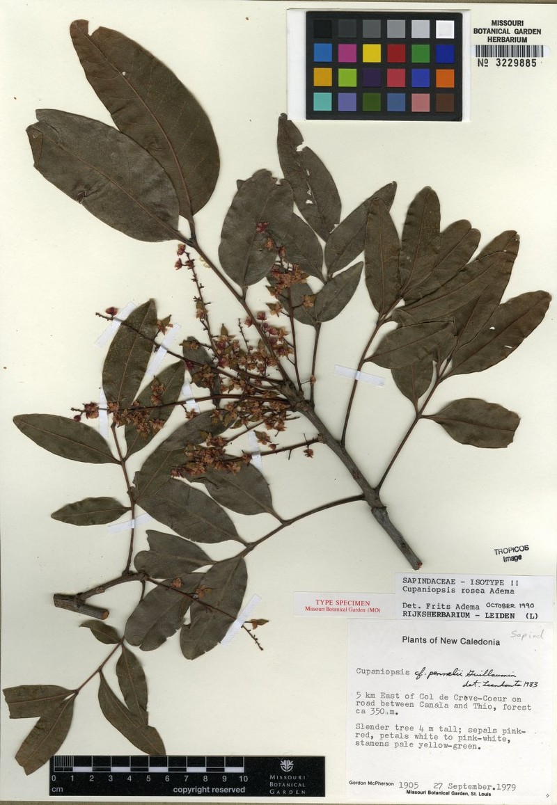 Lepidocupania rosea