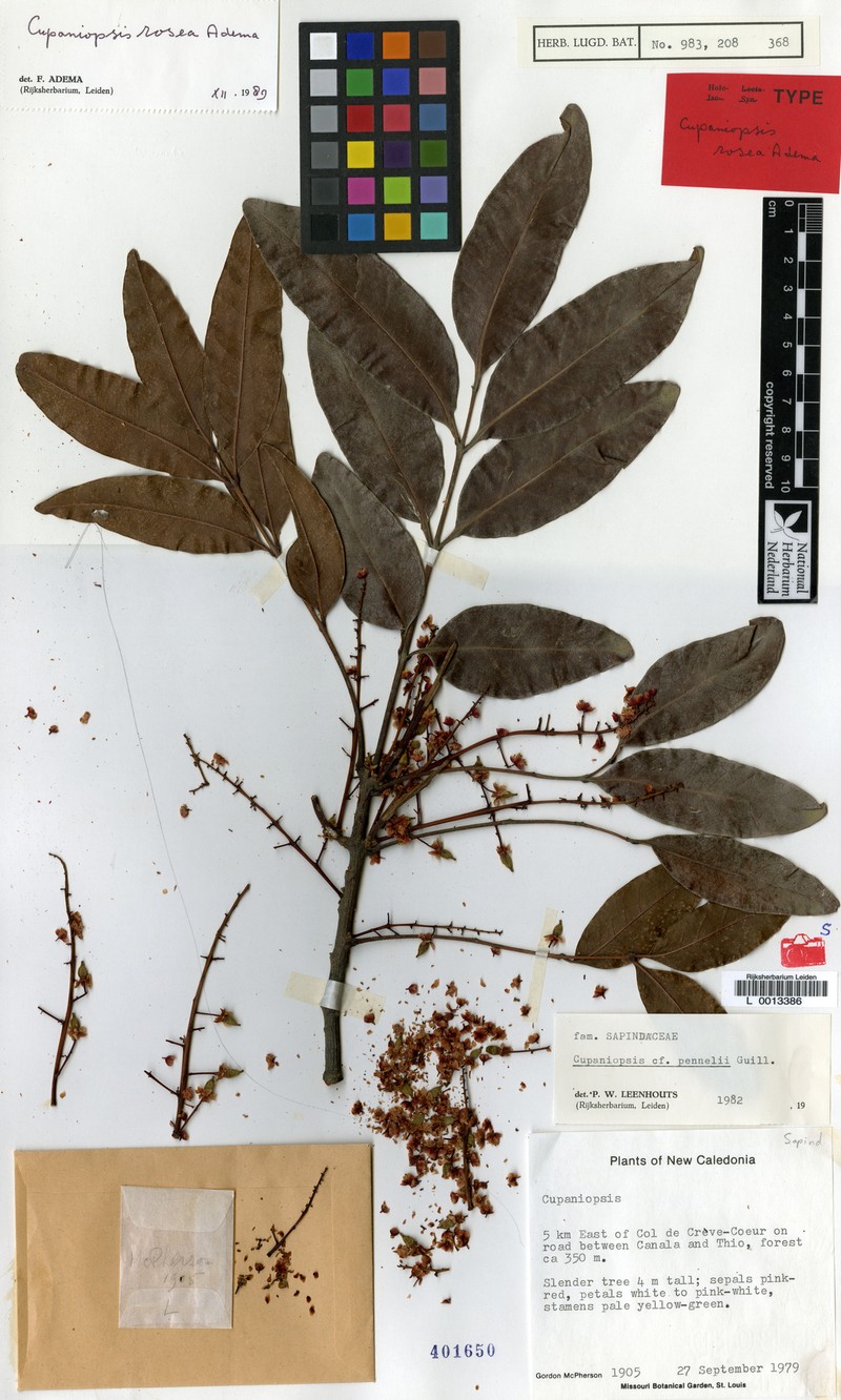 Lepidocupania rosea photo 2