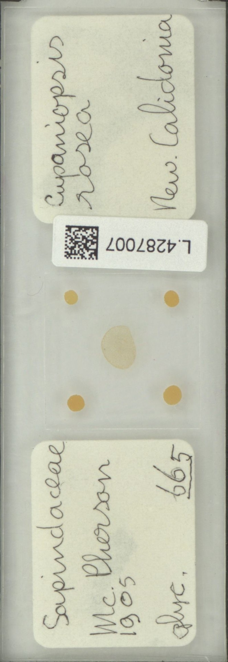 Lepidocupania rosea photo 3