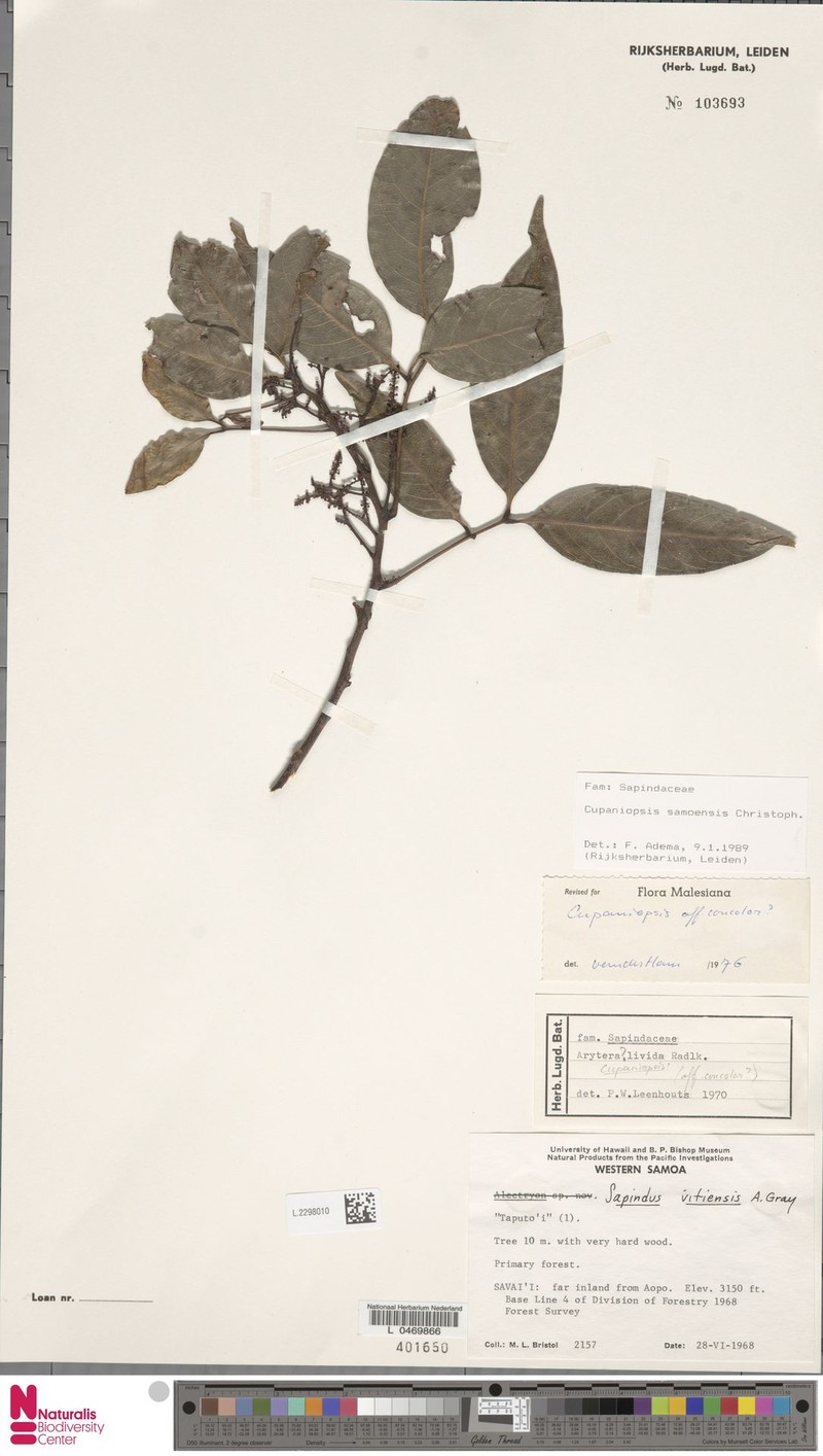 Lepidocupania samoensis