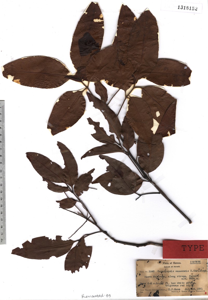 Lepidocupania samoensis photo 2