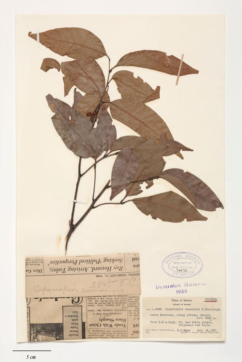 Lepidocupania samoensis photo 3