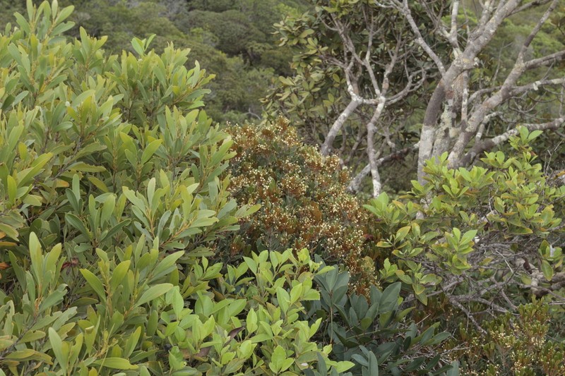 Lepidocupania squamosa