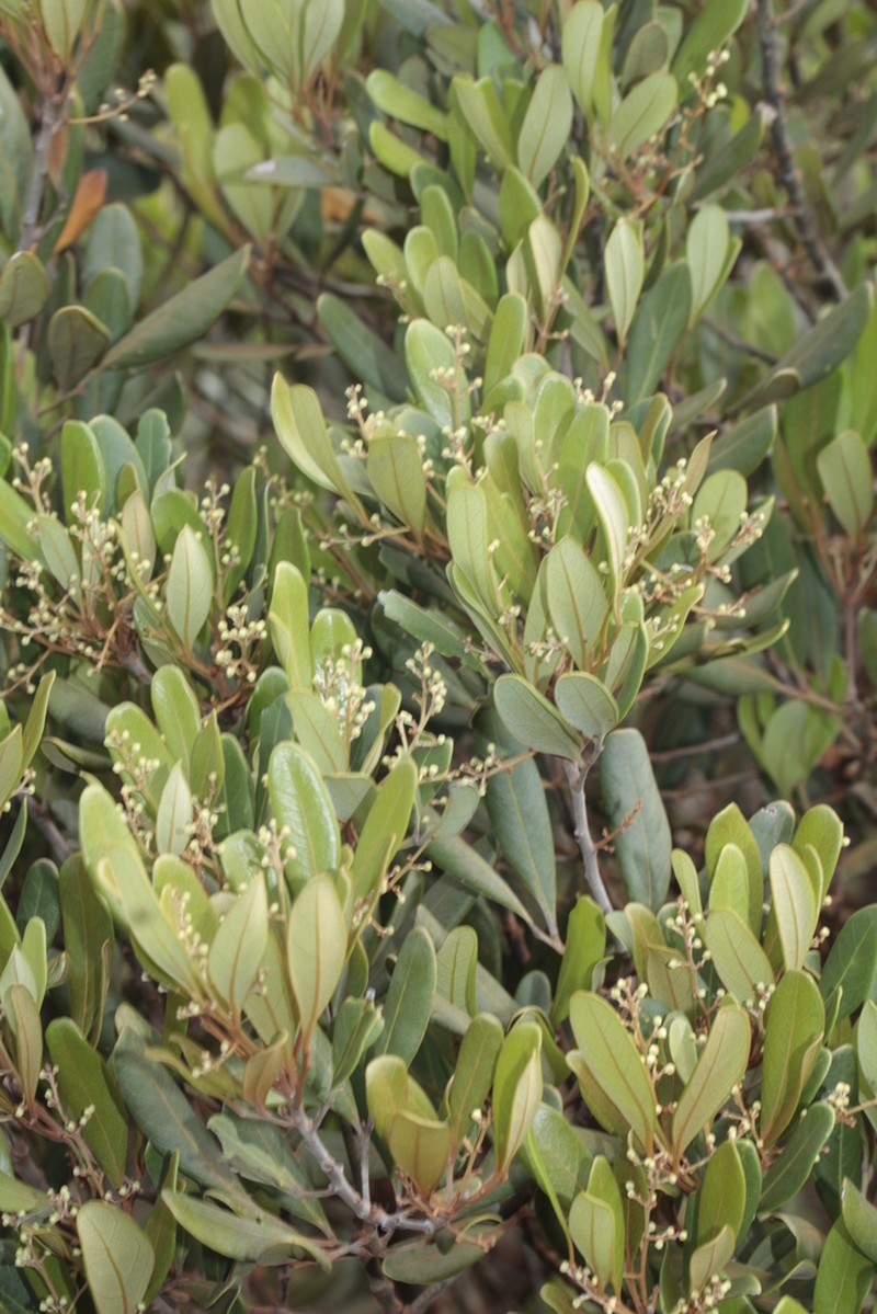 Lepidocupania squamosa photo 2