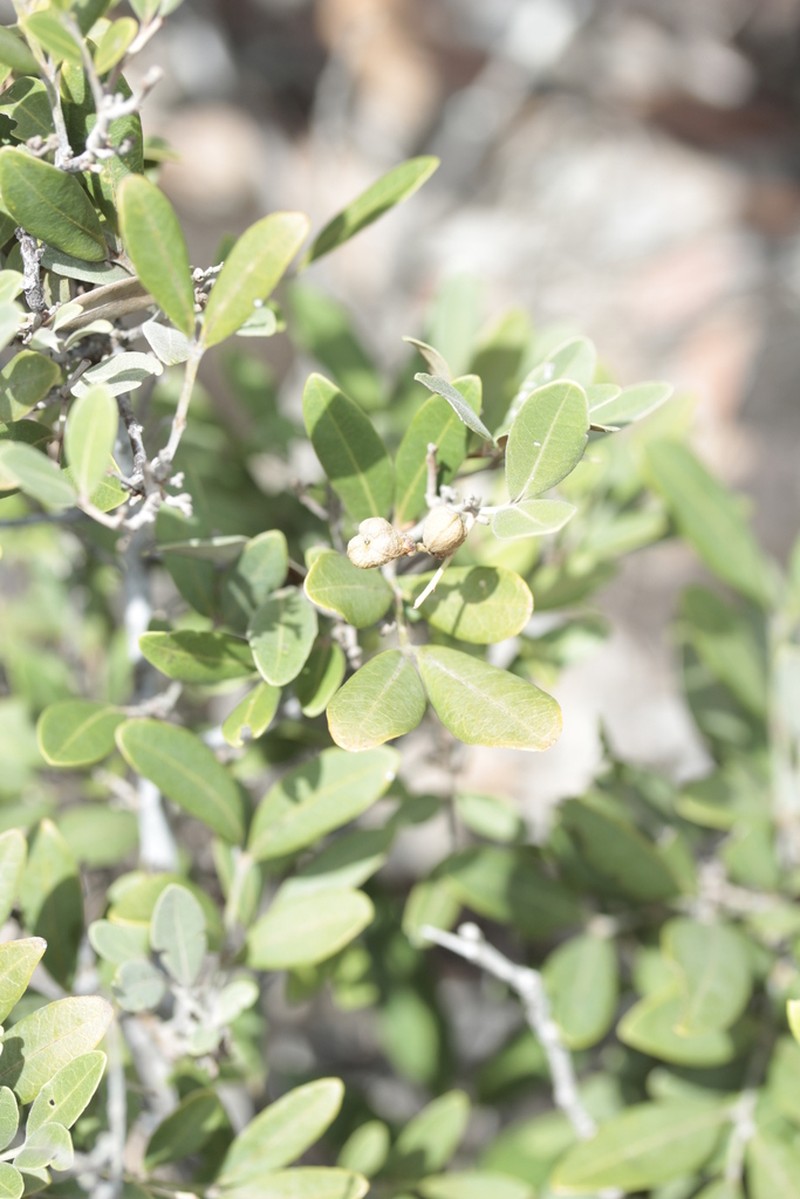 Lepidocupania squamosa photo 3
