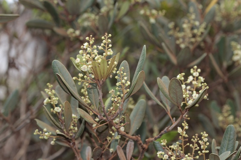 Lepidocupania squamosa photo 5