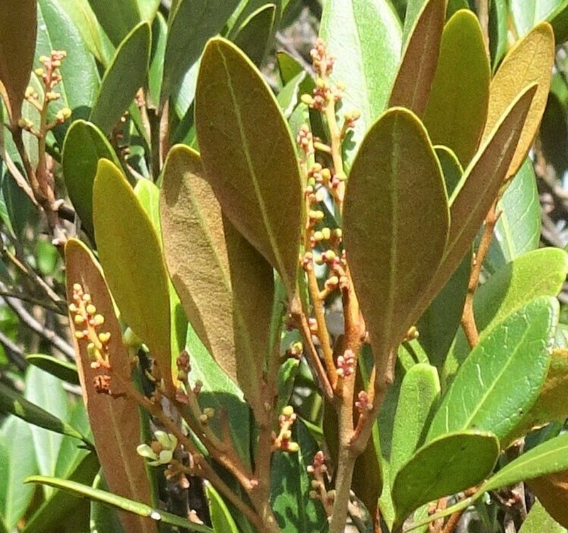 Lepidocupania squamosa photo 8