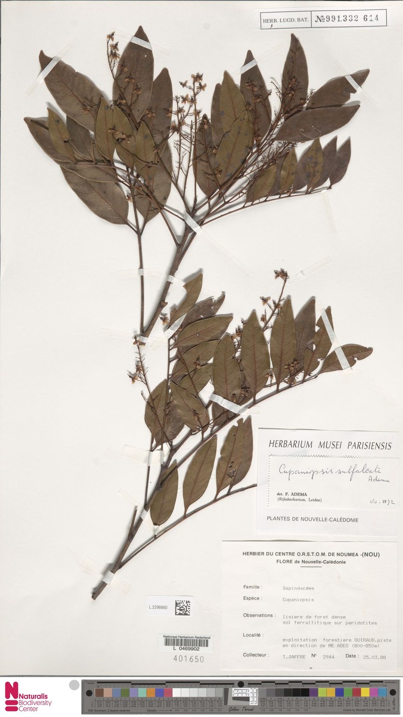 Lepidocupania subfalcata