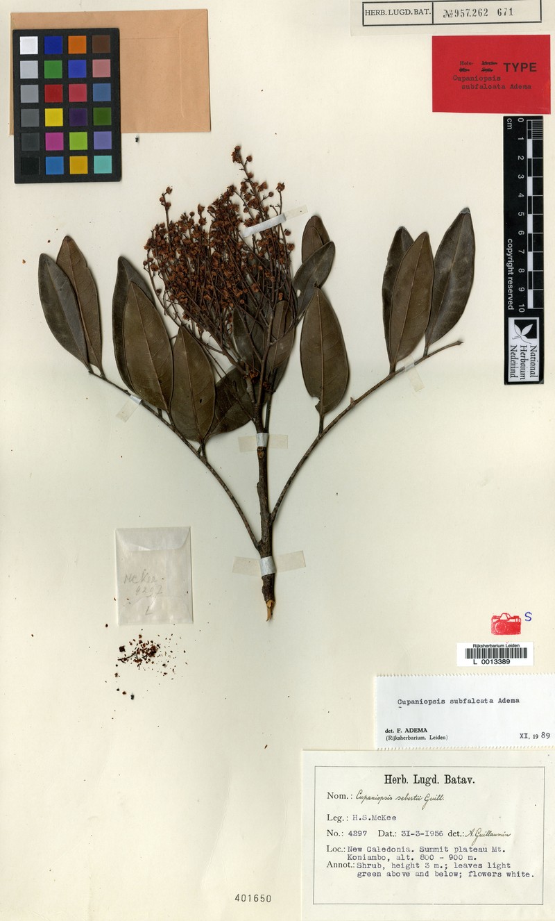 Lepidocupania subfalcata photo 2