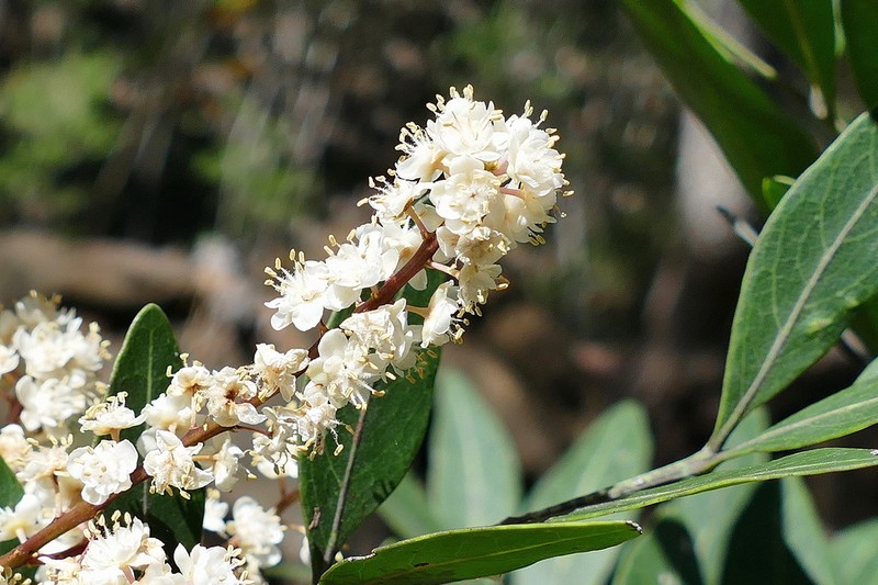 Lepidocupania tontoutensis
