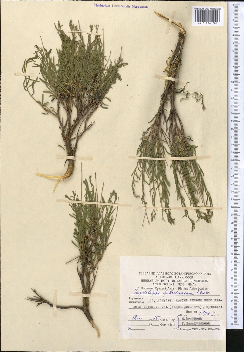 Lepidolopha fedtschenkoana