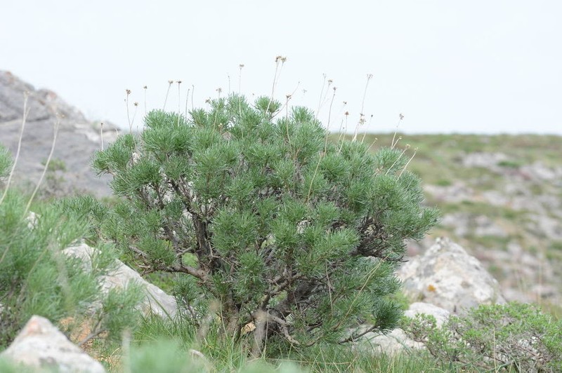 Lepidolopha karatavica