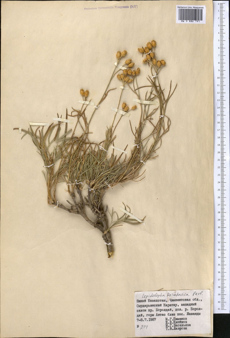 Lepidolopha karatavica photo 2