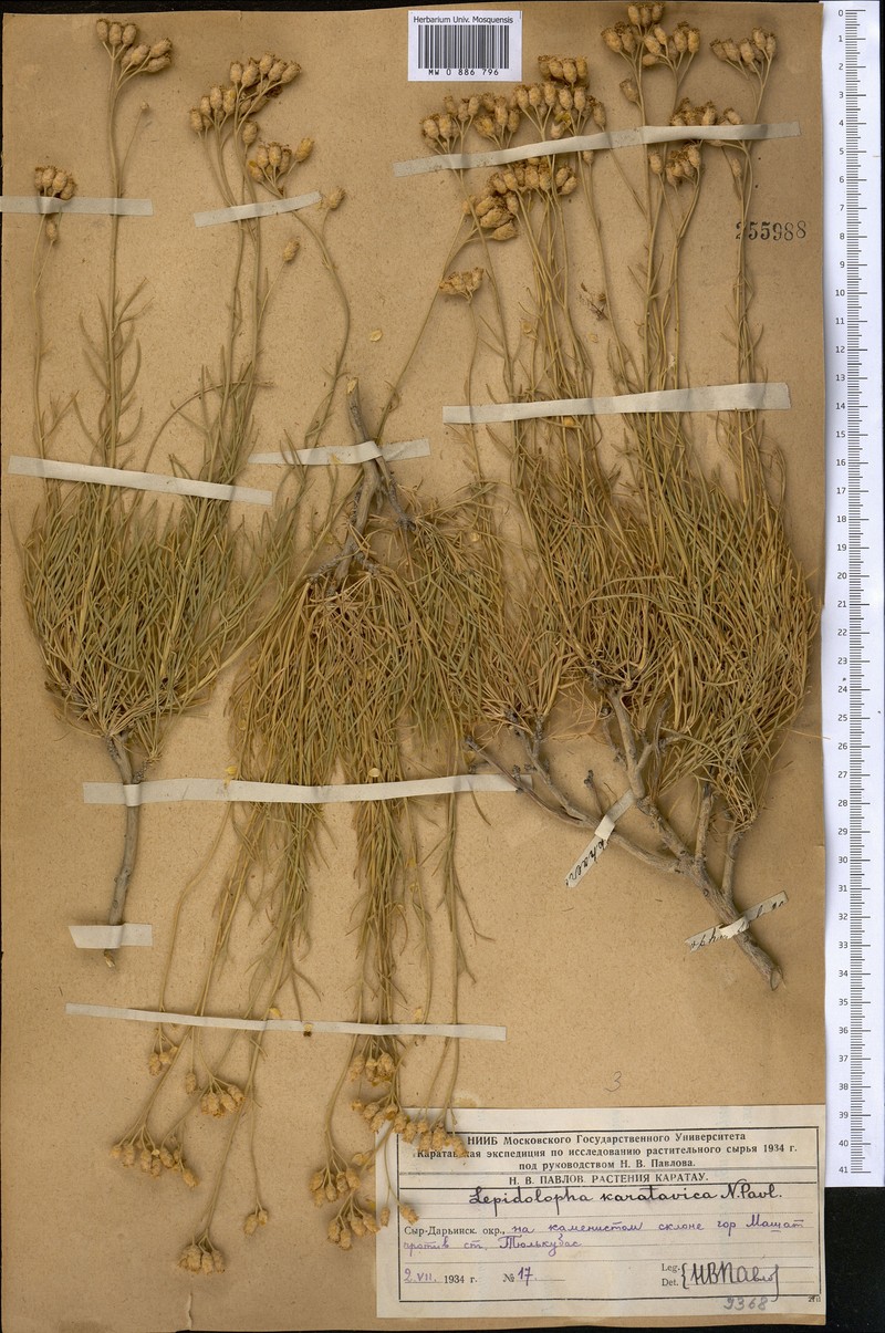 Lepidolopha karatavica photo 3