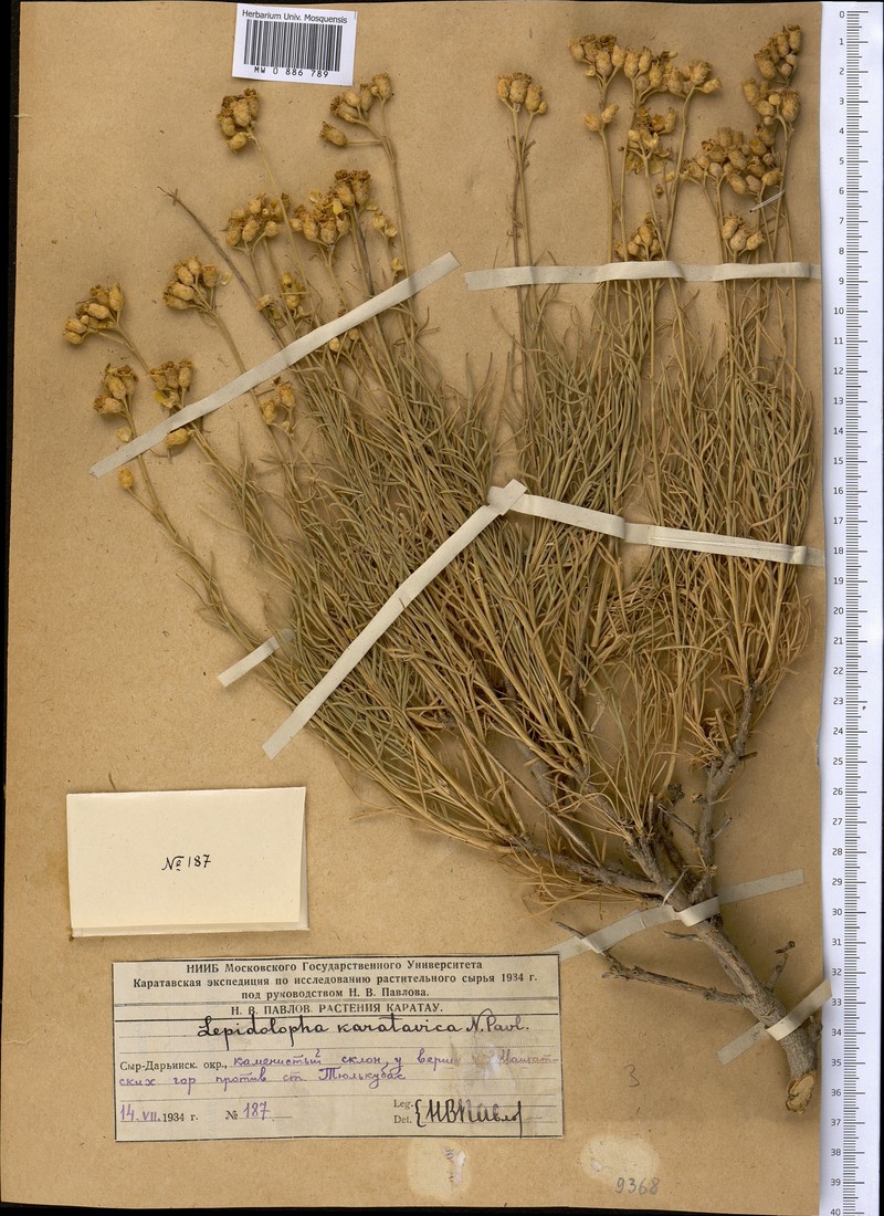 Lepidolopha karatavica photo 4