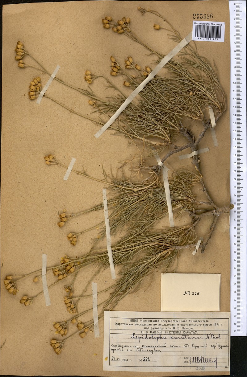 Lepidolopha karatavica photo 5