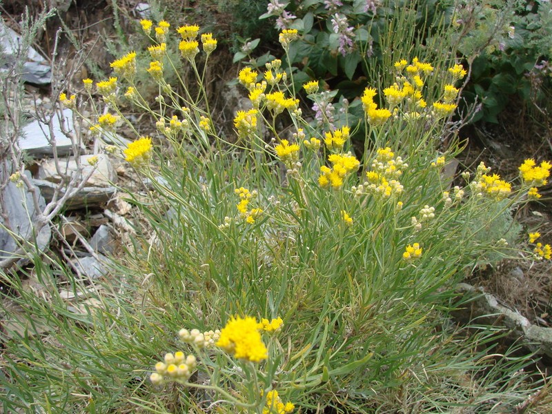 Lepidolopha komarowii