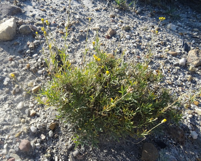 Lepidolopha komarowii photo 3