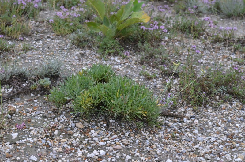 Lepidolopha komarowii photo 4