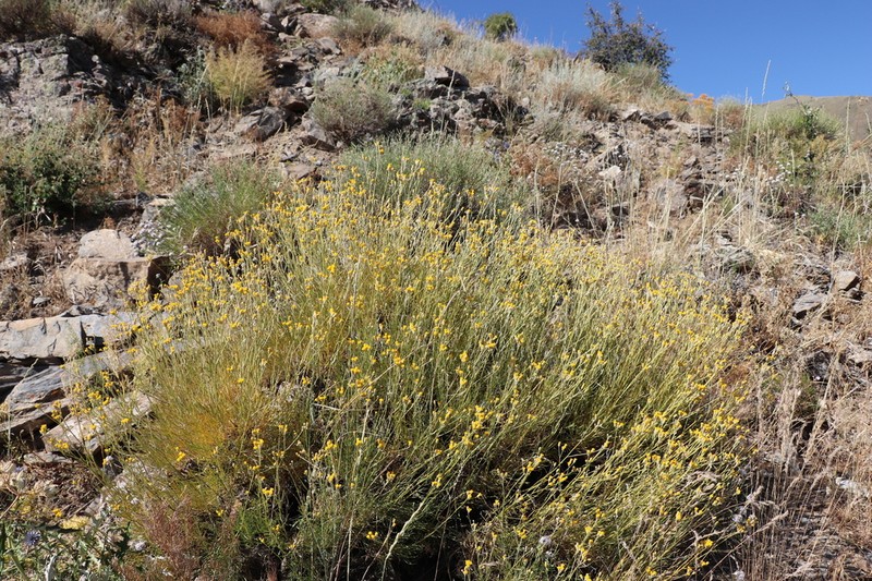 Lepidolopha komarowii photo 5