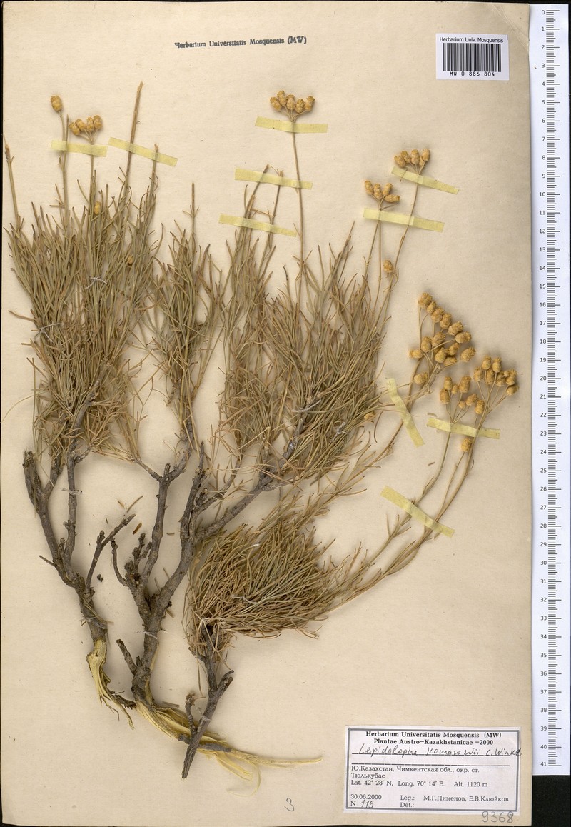 Lepidolopha komarowii photo 8