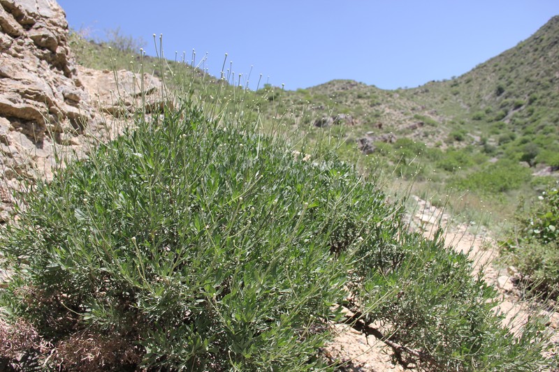 Lepidolopha mogoltavica photo 2