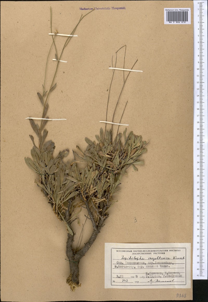 Lepidolopha mogoltavica photo 3