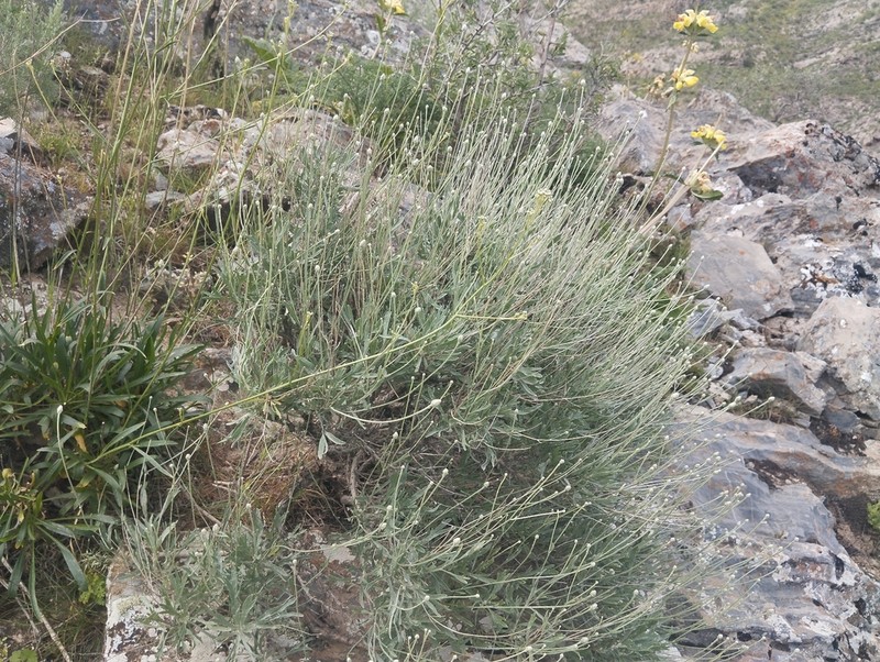 Lepidolopha nuratavica