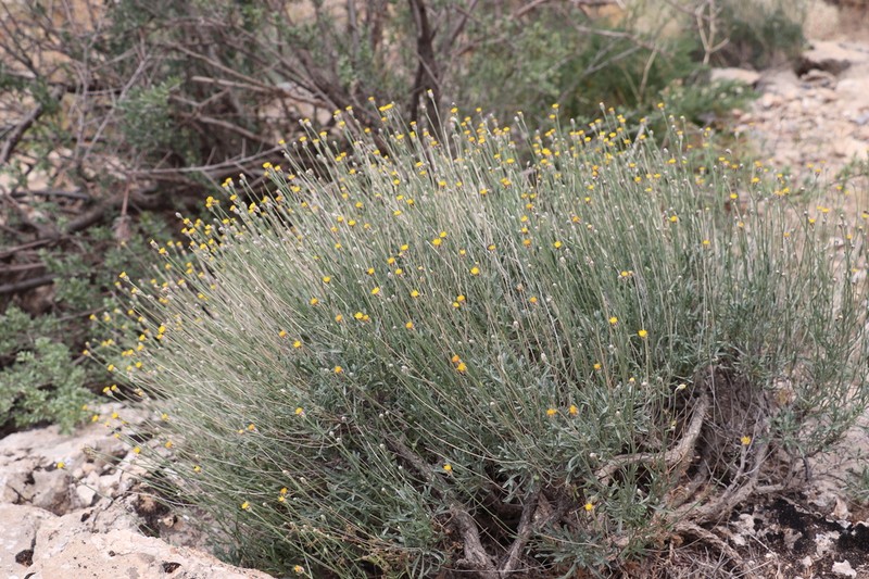 Lepidolopha nuratavica photo 2